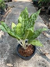 เศรษฐีเรือนทอง , เศรษฐีวิลสันด่าง Dieffenbachia ไม้มงคล