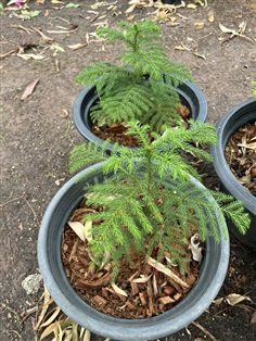 สนฉัตร Norfolk pine ไม้สนประดับ 