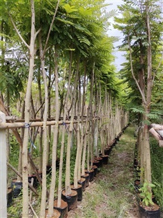 นนทรี 2”