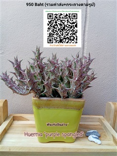 เก๋งจีนม่วง (huernia purple spangled )