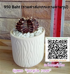 ยิมโนเพอเพิ้ลโรส (Gymno purple rose)