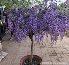 จำหน่ายต้นวิสทีเรียญี่ปุ่น Japanese Wisteria 