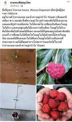 ลิ้นจี่ภูเขา/ญี่ปุ่น) ราคา 590บาท