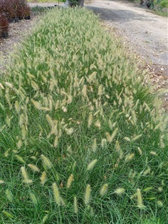  หญ้าน้ำพุเขียวดอกขาวแคระ กระถาง  6 นิ้ว  สูงประมาณ 30 cm  