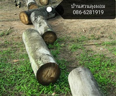 ไม้ตาลแปรรูป (แบบท่อน)