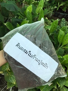  ดินผสมใบก้ามปู 1กก  ถุงละ  19 บาท  ดินผสมใบก้ามปู พร้อมปลูก