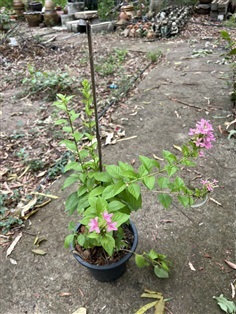 พวงชมพู  ไม้เลื้อย ไม้เลื้อยสีชมพู Pink Vine