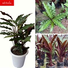 ต้นคล้าริบบิ้น Calathea rufibarba , คล้าริบบิ้นยักษ์ ChayTon