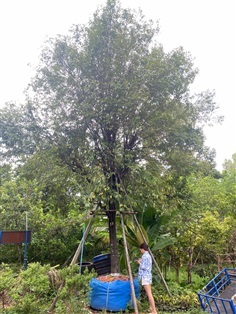 ต้นลำดวน(ดอกหอม) ขนาด 9 นิ้ว สูง 9 เมตร 