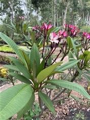 กิ่งดอกลีลาวดีหลากสี Plumeria branch