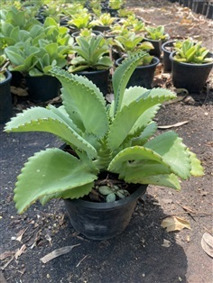 เศรษฐีพันล้าน Kalanchoe hybrid ไม้อวบน้ำ คว่ำตาย หงายเป็น