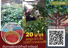 ขายต้นกาแฟอาราบิก้าแท้ คาร์ติมอร์ ยกชุด50 ต้น ค่าส่ง290 