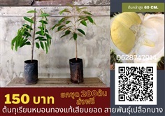 ต้นใหญ่ทุเรียนหมอนทองเปลือกบางสูง60เซนต้นละ150 ยก80ต้นส่งฟรี