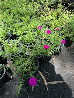 แพรเซี่ยงไฮ้ Moss Rose ไม้ดอก อวบน้ำ