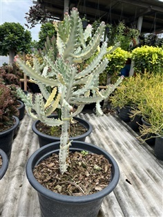 สลัดไดด่างขาว ยูโฟเบีย Euphorbia Lactea