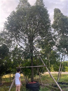 ต้นบุนนาค ขนาด 8 นิ้ว สูง 8 เมตร