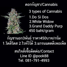 กัญชา cannabis weed marijuana