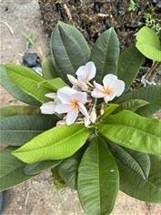 ลีลาวดี อุดมโชค plumeria