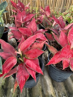 อโกลนีมา ดุจอัญมณี Aglaonema Super Red