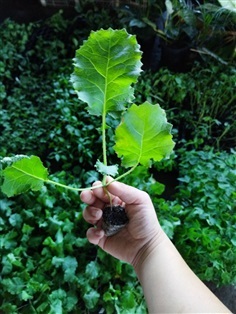 ต้นกล้าเคลไซบีเรียน -Siberian Kale ใบมีขนาดใหญ่ปลูกง่าย 