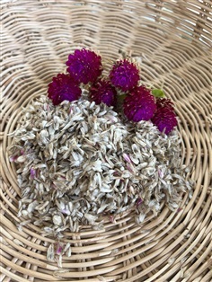 เมล็ดบานไม่รู้โรย Globe amaranth seed 200 เมล็ด