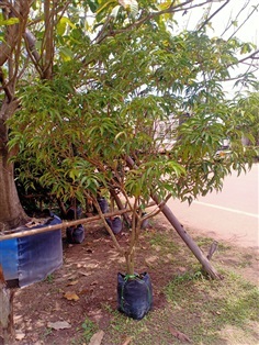 ต้นลิ้นจี่