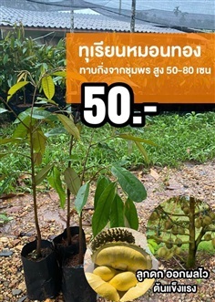 ต้นทุเรียนหมอนทอง สูง 50-80 เซน