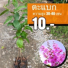 ตะแบก สูง 30-40 เซน