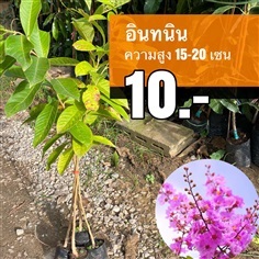 อินทนิล สูง 15-20 เซน