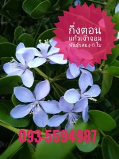 ต้นแก้วเจ้าจอมพันธุ์ผสม 10 ใบ