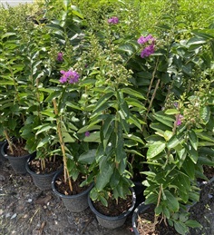 ยี่เข่งม่วง Crape myrtle