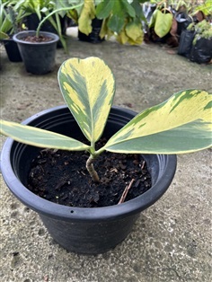 เกล็ดกระโห้ด่าง Variegated Balsam Apple