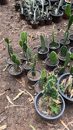 กระบองเพชรใบเสมา กระบองเพชรมิคกี้เมาส์ Opuntia โอพันเทีย