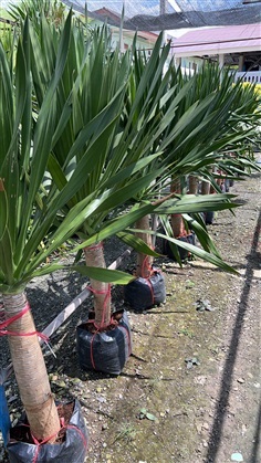 จันผา Dracaena