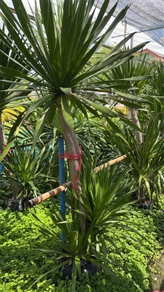 จันผา จันทร์ผา Dracaena