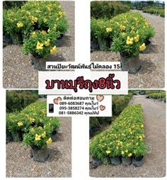 บานบุรี ถุง8นิ้ว