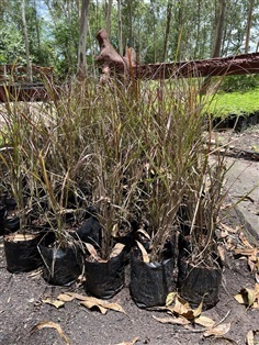 หญ้าน้ำพุ สีแดง Fountain Grass