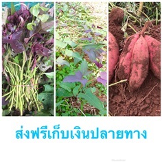 มันญี่ปุ่น มันเทศญี่ปุ่น ส่งฟรีเก็บเงินปลายทาง