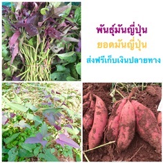 ยอดมันญี่ปุ่นสีม่วง ส่งฟรี