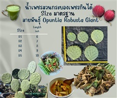 D1-5 มะรุ่ง กระบองเพชรกินได้ สายพันธุ์ โอ.โรบัสต้าไจแอนท์