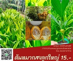 ต้นหมากสงแท้ พันธุ์ลูกดกก้นแหลมหน้าสวยเปลือกบาง 500ต้นส่งฟรี