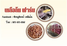 ไพลสดเหลือง-ขมิ้นชันสด