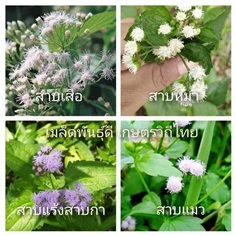 สาบเสือ สาบหมา สาบแมว สาบแร้งสาบกา
