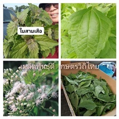 สาบเสือ ขายเมล็ดพันธุ์/ต้นกล้า/ใบ/ดอก/ต้น/ราก