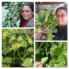 หญ้ายาง ขายเมล็ดพันธ์/ใบสด/ทั้งต้นสดตากแห้ง