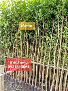 	 ต้นข่อย