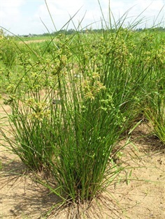 กกนกแก้ว Cyperus surinamensis Rottb