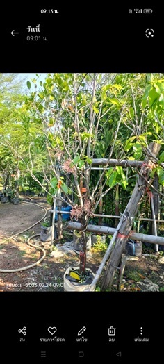 เกาลัด หน้า2