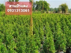 	 ต้นไทรเกาหลี