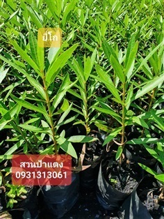 		 ต้นยี่โถ